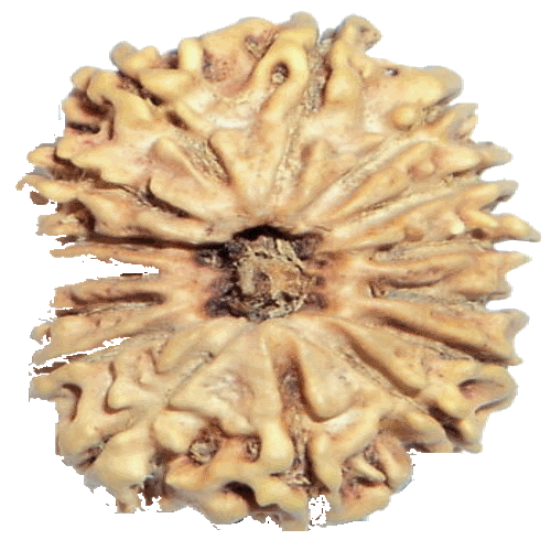 15 Mukhi Rudraksha